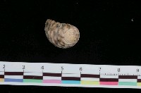 藏品(白肋蜑螺)的圖片